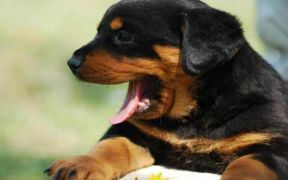 狗狗美容五招三注意愛犬冬季更出眾