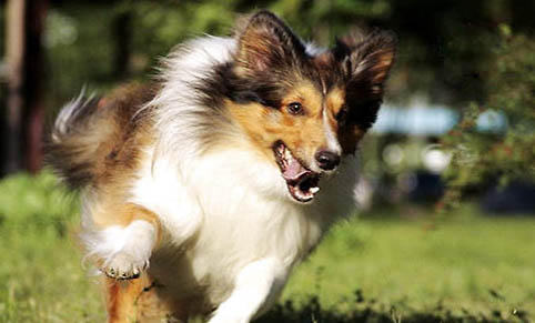 喜樂蒂牧羊犬是哪國的