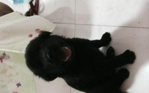 狗狗為什么一直叫