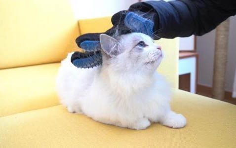 貓便便稀的怎么辦