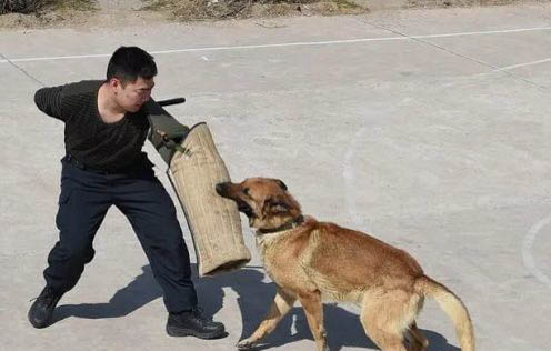 狗狗總是放屁怎么回事而且還很臭