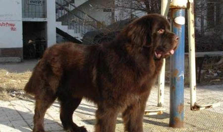 紐芬蘭犬中國禁養嗎?