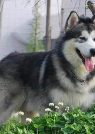 長毛大型犬有哪些品種