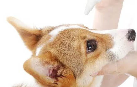 狗狗老了肚子長(zhǎng)硬包
