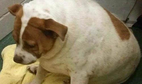 狗狗爪子抓傷要打針嗎