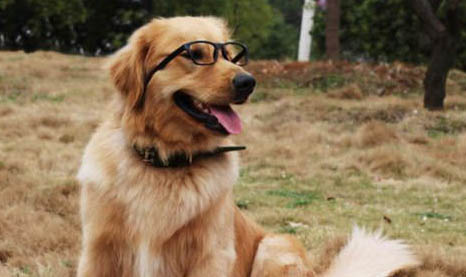 狗狗懷孕拉肚子