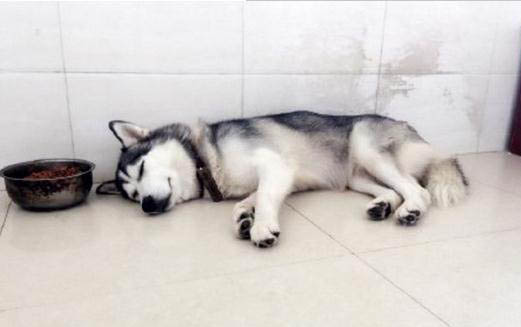 狗狗細小性腸炎有哪些癥狀