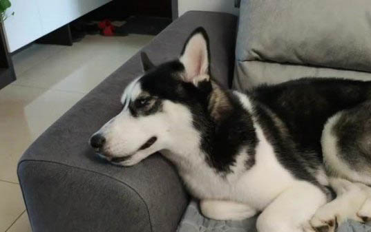 犬瘟好轉(zhuǎn)跡象有哪些表現(xiàn)