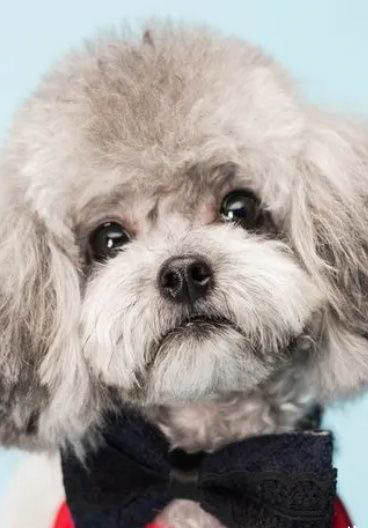 狗狗胃出血多久可以痊愈?