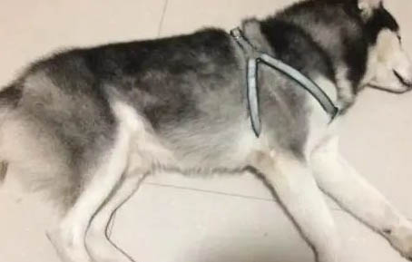 哈士奇幼犬多少錢