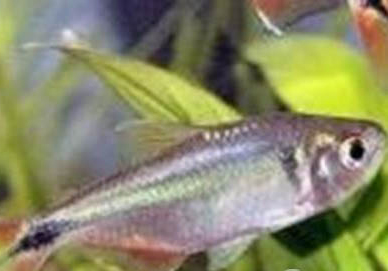 魚老是沉在缸底不游動(dòng)