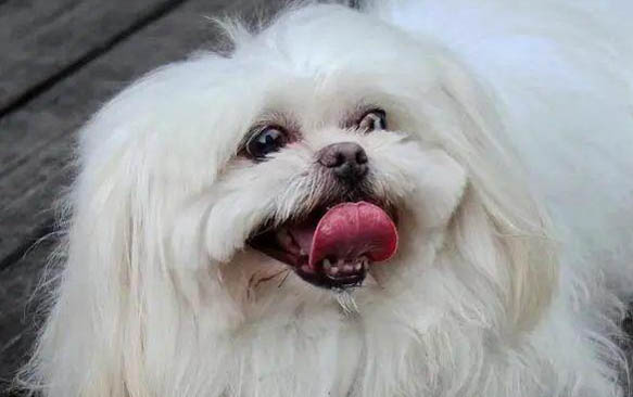 狗洗澡多久一次