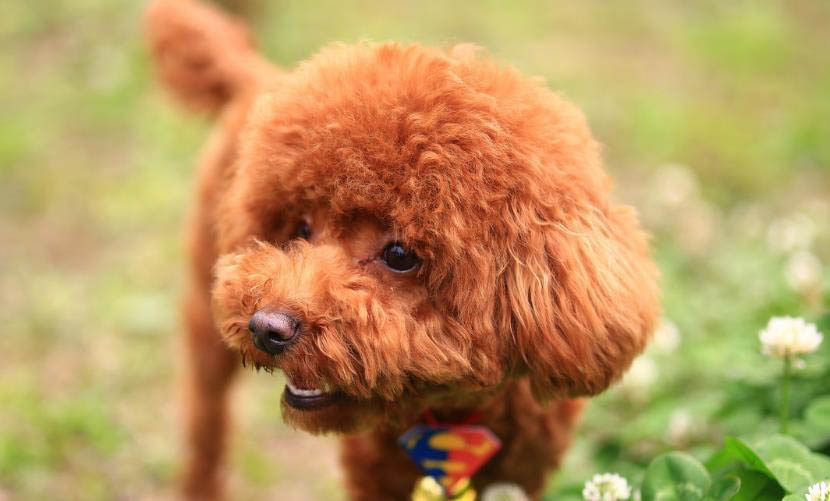 泰迪犬嘔吐是什么原因