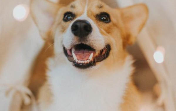 狗狗為什么會頭上起癬的原因