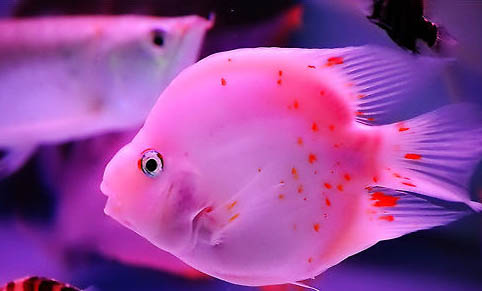 怎么樣讓魚缸的水變清澈？
