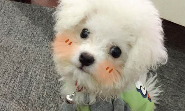 狗狗懷孕可以吃骨頭嗎