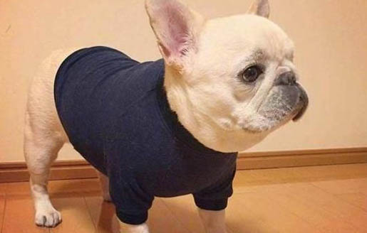 法國斗牛犬和英國斗牛犬哪個好