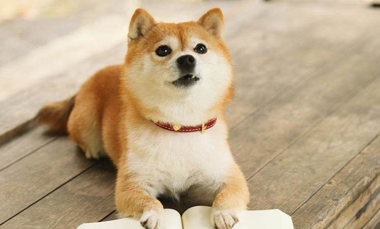 日本秋田犬和柴犬有什么區(qū)別