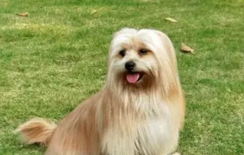 自制烘干狗糧的做法