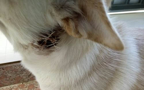 狗狗血腫如何快速消除
