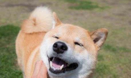20斤柴犬一天吃多少狗糧