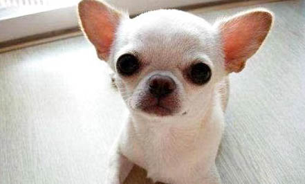 吉娃娃和小鹿犬哪個好養