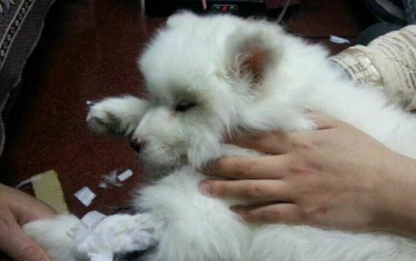 金毛幼犬多少錢一條
