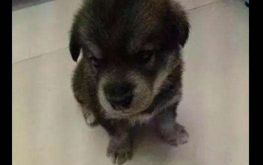 金毛尋回犬是哪個國家的