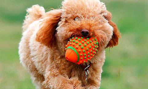 財貓雙犬app能下載嗎