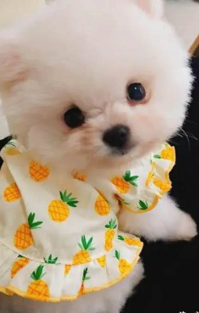 白色茶杯犬價格是多少
