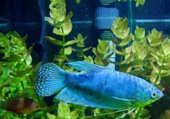 藍星魚怎么辨別雌雄
