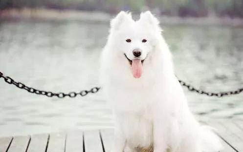 格力犬如何訓練