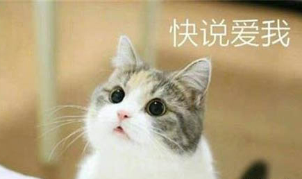 貓咪指甲掉了可以用酒精消毒嗎