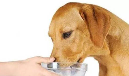 狗狗可不可以吃生黃瓜