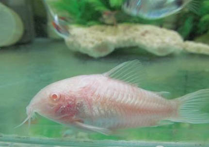 鼠魚(yú)會(huì)吃小魚(yú)苗嗎