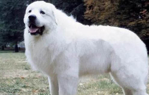土狗幾個月停止生長?