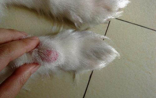 泰迪狗狗身上有皮屑怎么辦