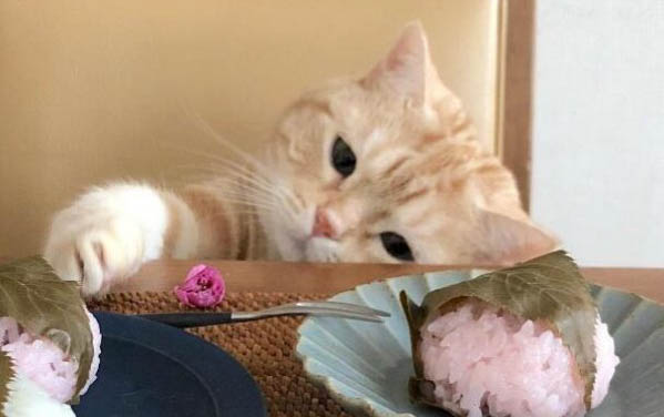 貓咪能吃栗子嗎?