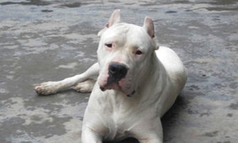 阿根廷杜高犬的優缺點有哪些