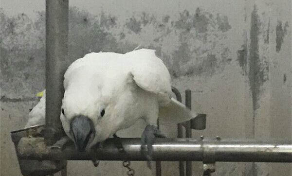 玄鳳鸚鵡幾個月可以自己繁殖