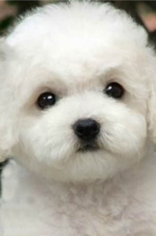 懷孕比熊母犬飼養知識大全