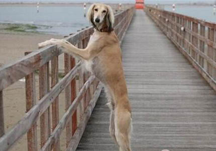 伊比贊獵犬拉稀帶血是什么原因