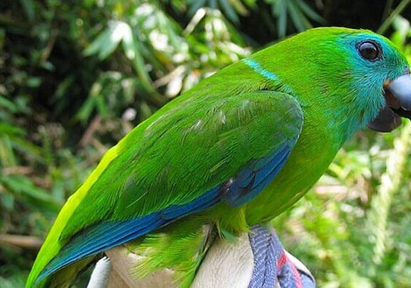 玄鳳鸚鵡怎么防止禿頭?