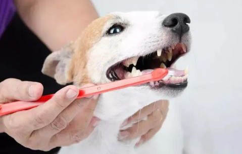 狗為什么會拆家