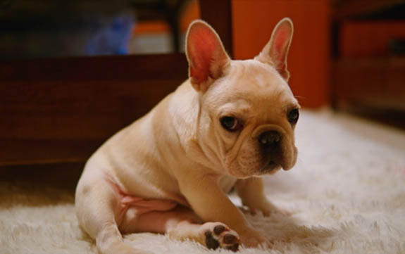 法斗犬身上長癬可以用什么藥