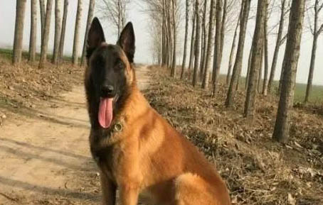 馬犬耳朵不立什么原因