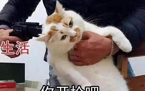 小貓晚上睡覺可以關(guān)籠子嘛