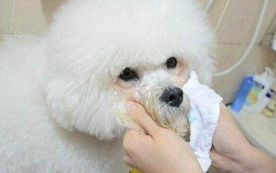 狗狗上吐下瀉能自愈嗎