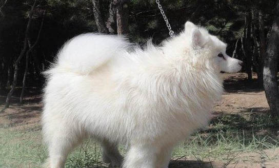 薩摩耶犬不能吃什么