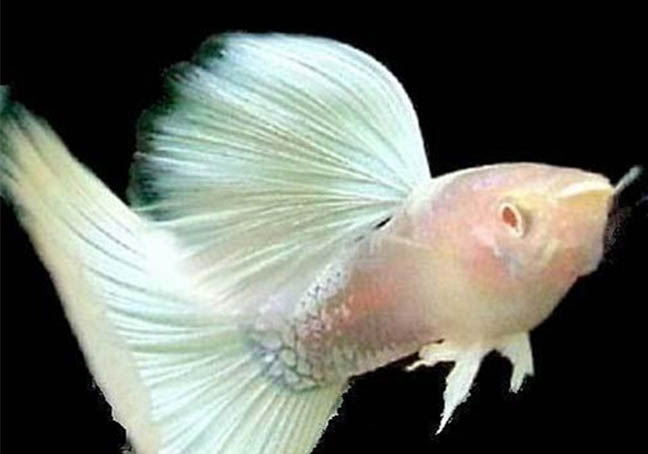 孔雀魚一個月能長多大